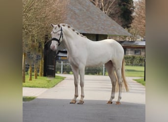 PNR, Semental, 3 años, 145 cm, Perlino
