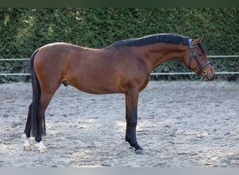 PNR, Semental, 3 años, 146 cm, Castaño