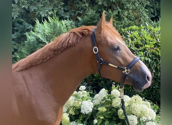 PNR, Semental, 3 años, 147 cm, Alazán-tostado