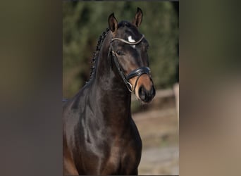 PNR, Semental, 3 años, 147 cm, Castaño oscuro