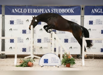 PNR, Semental, 3 años, 147 cm, Castaño oscuro