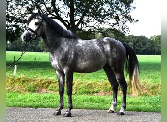 PNR Mestizo, Semental, 3 años, 147 cm, Tordo