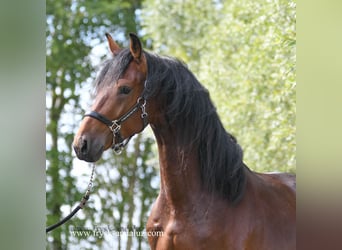 PNR, Semental, 3 años, 165 cm, Castaño