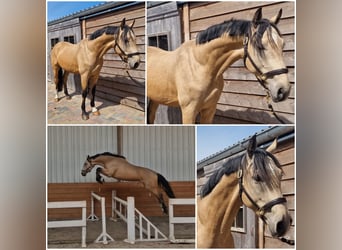 PNR, Semental, 3 años, Bayo