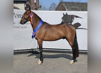 PNR, Semental, 4 años, 148 cm