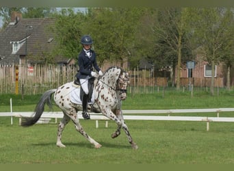 PNR, Semental, 6 años, 144 cm, Atigrado/Moteado