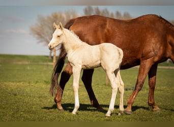 PNR, Semental, , 166 cm, Palomino