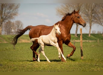 PNR, Semental, , 166 cm, Palomino