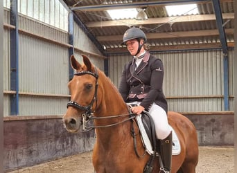 PNR, Semental, , 166 cm, Palomino