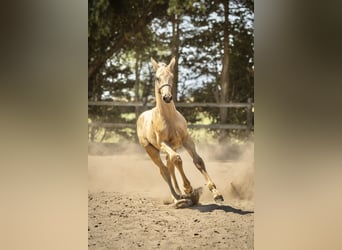 PNR, Semental, Potro (05/2026), 168 cm, Buckskin/Bayo