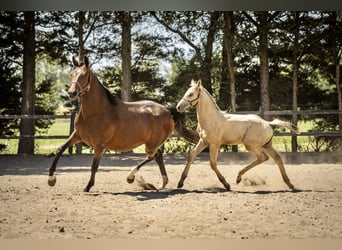 PNR, Semental, Potro (05/2026), 168 cm, Buckskin/Bayo
