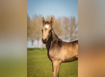 PNR, Semental, Potro (03/2025), 168 cm, Buckskin/Bayo