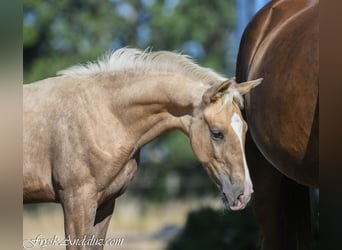 PNR, Semental, Potro (05/2026), 170 cm, Palomino