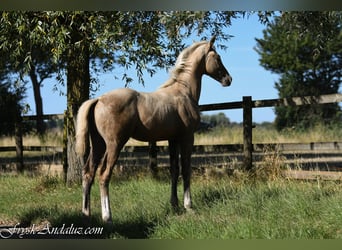 PNR, Semental, Potro (05/2026), 170 cm, Palomino