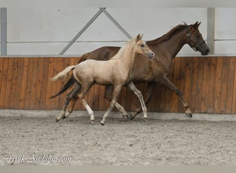 PNR, Semental, Potro (05/2026), 170 cm, Palomino