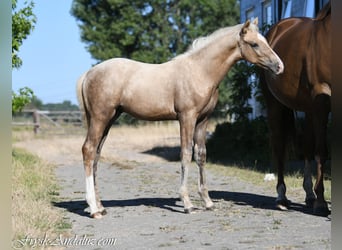 PNR, Semental, Potro (05/2026), 170 cm, Palomino