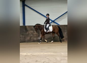 PNR, Yegua, 10 años, 139 cm, Castaño