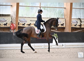 PNR, Yegua, 12 años, 166 cm, Castaño rojizo