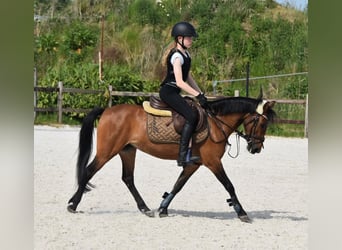 PNR, Yegua, 14 años, 126 cm, Castaño