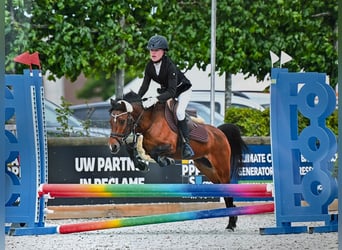 PNR, Yegua, 14 años, 126 cm, Castaño