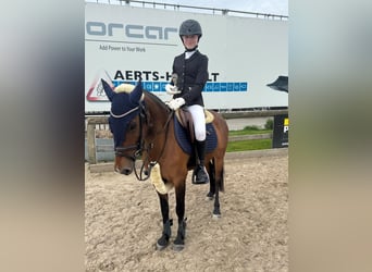 PNR, Yegua, 14 años, 126 cm, Castaño