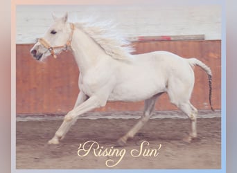 PNR, Yegua, 2 años, 150 cm, Palomino