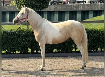 PNR Mestizo, Yegua, 3 años, 132 cm, Pío