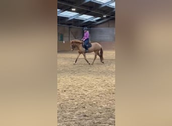 PNR, Yegua, 3 años, 144 cm, Alazán