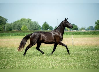 PNR, Yegua, 3 años, 165 cm, Castaño oscuro