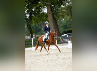 PNR, Yegua, 4 años, 147 cm, Alazán