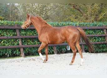 PNR, Yegua, 4 años, 160 cm, Negro