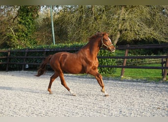 PNR, Yegua, 4 años, 160 cm, Negro