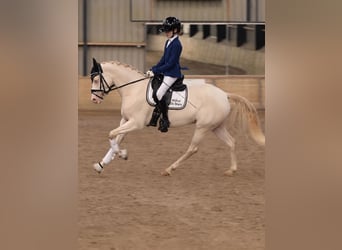 PNR, Yegua, 5 años, 143 cm, Perlino