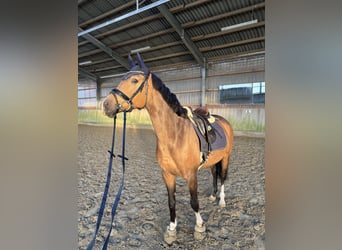 PNR, Yegua, 5 años, 151 cm, Buckskin/Bayo