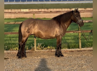 PNR, Yegua, 6 años, 142 cm, Castaño oscuro