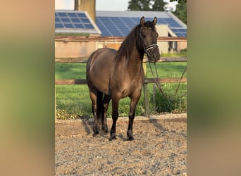 PNR, Yegua, 6 años, 142 cm, Castaño oscuro