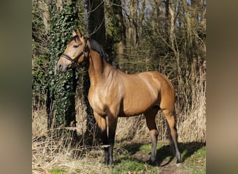 PNR, Yegua, 8 años, 165 cm, Buckskin/Bayo