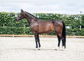 PNR, Yegua, 9 años, 145 cm, Castaño oscuro