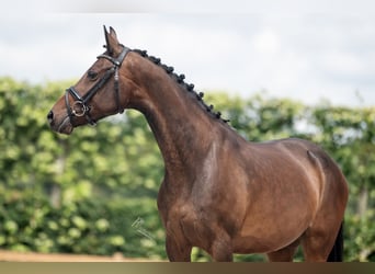 PNR, Yegua, 9 años, 145 cm, Castaño oscuro