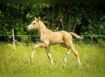 PNR, Yegua, Potro (05/2026), 167 cm, Palomino