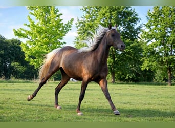 Półarab, Klacz, 2 lat, 154 cm, Kara