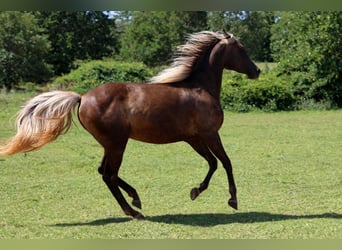 Półarab, Klacz, 2 lat, 154 cm, Kara