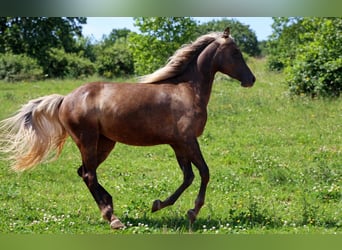 Półarab, Klacz, 2 lat, 154 cm, Kara