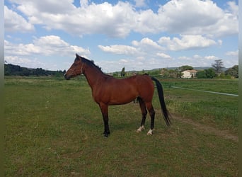 Półarab, Klacz, 5 lat, 154 cm, Gniada