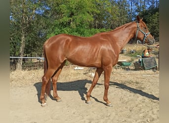 Półarab, Klacz, 9 lat, 161 cm, Kasztanowata