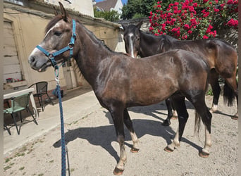 Półarab Mix, Ogier, 3 lat, 147 cm, Kasztanowatodereszowata