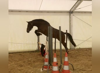 Półarab, Wałach, 3 lat, 157 cm, Gniada