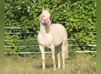 American Quarter Horse, Hengst, 11 Jaar, 154 cm, Champagne