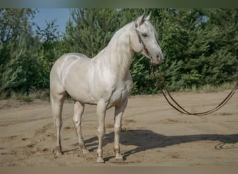 American Quarter Horse, Ogier, 11 lat, 154 cm, Szampańska