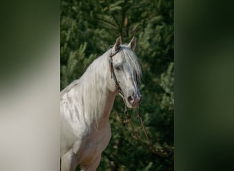 Caballo cuarto de milla, Semental, 11 años, 154 cm, Champán